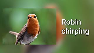 Sound of Robin chirping