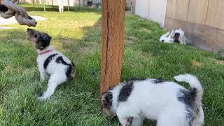 Wire Fox Terrier Pups: 8 Weeks Old Tomorrow!