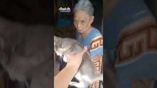 Kembali ke Rumah Nenek #shots #cat #catkucing #catlover #catmeow #kucing #cats