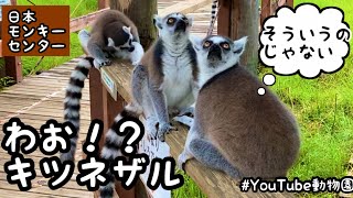 ワオキツネザルの秘密にせまる／日本モンキーセンター［YouTube動物園］