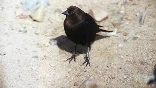 BROWN-HEADED COWBIRD . . .