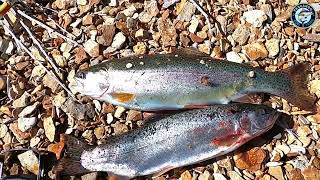 Pesca en la Laguna YAURIHUIRI - Ayacucho Puquio Perú - Pesca con Mariposa