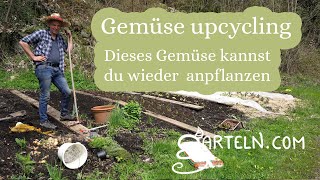 Gemüsereste aus der Küche wieder anpflanzen - Gemüse upcycling - So machen wir das!