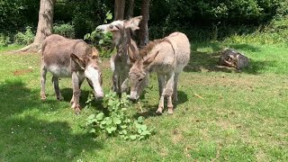 Sweet Pea, Sam & Poppy