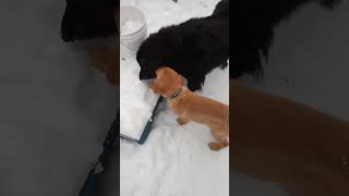 Dumpling n Pancake playing .Jan 22 2024. Golden retriever puppy vs Prynees mix