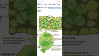 What are C4 plants and C4 photosynthesis. Photorespiration and Calvin cycle mechanism in C4 plants