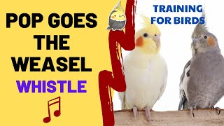 POP GOES THE WEASEL with WHISTLE- Cockatiel Singing Training - Bird Whistling