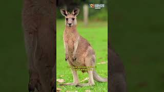 Australia Benua dan Negara yang Unik #Australia #Benua #Negara #viral #shortsviral #explore