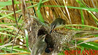 Couple of bird ,feed babies