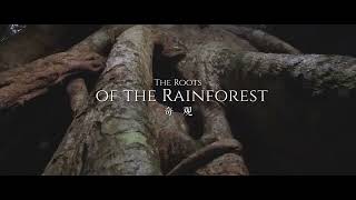 9)《这里是海南·秘境寻踪》第四季第九集《奇观》The Roots of the Rainforest