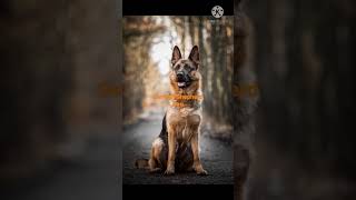 German Shepherd Dog guarding dog🐕🐶 please subscribe dog lovers😍