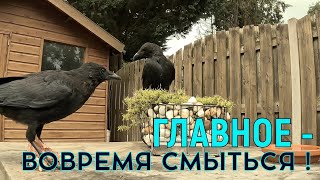 БДИТЕЛЬНЫЙ ЛЮЦИК 🧐 #crow #ворона #наблюдение