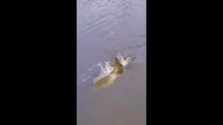 Awesome Topwater Bite from Aggressive Redfish