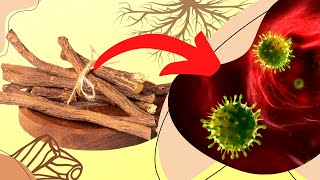 Licorice Root - 18 Licorice Root Benefits