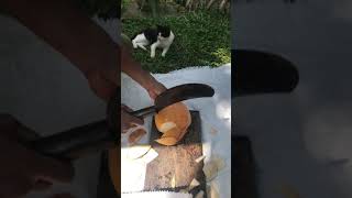 How to cut a King Coconut easily at home, drink king coconut with pets, fresh king coconut at home,