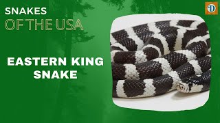 EASTERN KING SNAKE