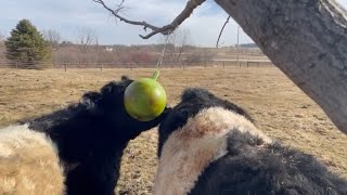 Belted Galloways Playing with Jolly Ball | Belted Galloway Homestead