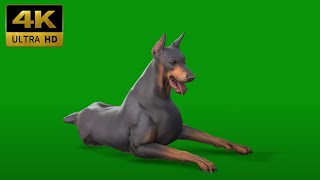 045 - Green Screen | Chroma Key | Animal 4K | Dog