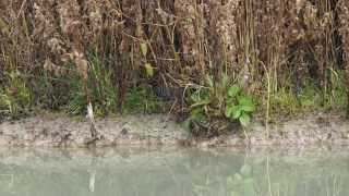 Water Rail at WWT Arundel