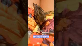 Снова купание в цветках 🫶 #shorts #птенец