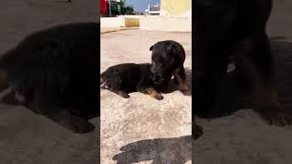 Simba lili ki ladai #shortsvideo #viral #shorts #dog