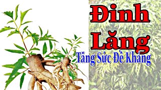 Giải Đáp Công Dụng Của Đinh Lăng Với Sức Khỏe Và Sự Đề Kháng