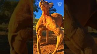 Kangaroos vs Dogs: Why They Fight? #shorts