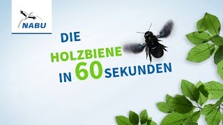 Die Holzbiene in 60 Sekunden