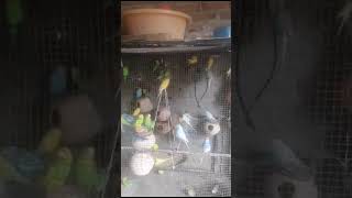 budgies parakeets budgies parrots colony #budgies #budgiesshorts #budgiesbirdeatingmatki