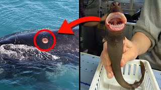 10 Creepiest Sea Creatures Ever Found