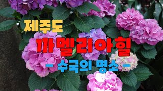 #2023 6 2 제주도 까멜리아힐 수국 동영상  #수국의 명소라는 이름 다웠습니다   ㅡ 조용한 여행 ㅡ