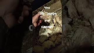 что за зверь это делает