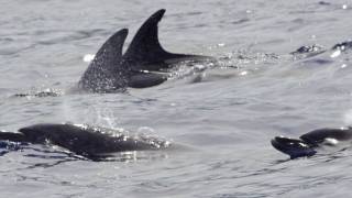 Dolphins Tursiops in  Réunion island (Michel berger)