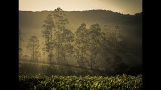 Briar Meghamalai