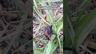 Red Palm Weefil #shorts #shortvideo #animals #beetle