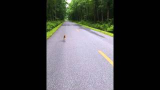 Fawn chasing cyclist