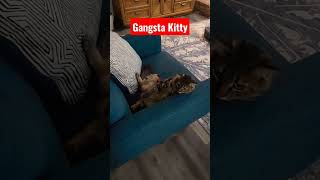 My kitten is a gangsta! Kitten relaxes in awkward position 🤣😂😅 #kitten #kittens #cats #funnycats