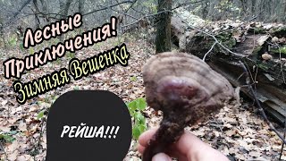 Лесные Приключения!Зимняя вешенка! РЕЙША!!!