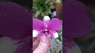 Denphal #plantas  #orquidofilos #orquidias #orquídeas