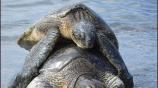 We Fed The  World’s LARGEST Sea Turtles (Tambak Sari Turtle Island & Mini Zoo) - BALI Indonesia 🇮🇩