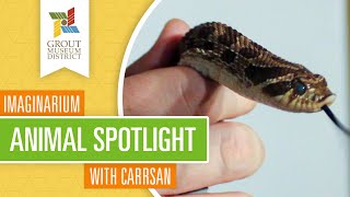 Imaginarium Animal Spotlight: Orson the Western Hognose Snake