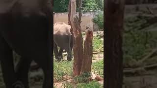 wild elephant in srilanka #wildelephants #elephantinsrilanka #elephants #elephantattack #éléphants