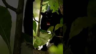 The darkness #wildlife #wildanimals #shorts