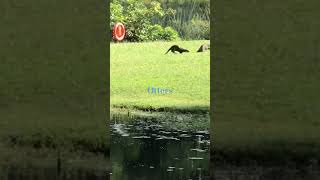 Otters at Botanic Gardens, Singapore