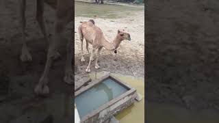 Bell wali camel drink water #viralvideo #camel