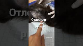 #спасибовсем_ядома Из помойки в теплый дом. #мы_делаем_семьи_хвостатыми #хвостатые_истории