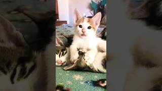 Indian Cat Funny Videos😂😂🐈🥰 #cat #shortsvideo #pets #shorts #catlover #shortsfeed