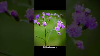 Macro photos of tiny flowers