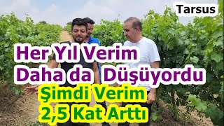 Tarsus - Bağ Gübreleme - Verimi Sürekli Azalan Fusaryum Ve Floksera Olan Bağda Verim 2,5 Kat Arttı