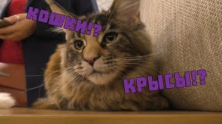 КРЫСЫ и КОШКИ!? ВЫСТАВКА КОШЕК "Осенний калейдоскоп 2018"